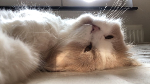 ﹒youka 𓂃 Discord server banner