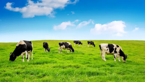 CuhCord Discord server banner