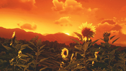 Suns Discord server banner