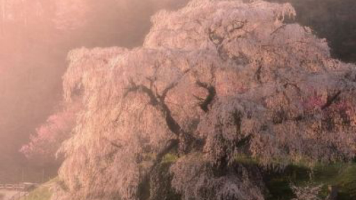 ୨ . 𝖼𝗁𝖺𝖾𝗐𝗈𝗇 . ୧ ₊˚ !! 🌸 Discord server banner