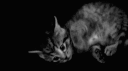 /sxnder banner