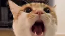 / lvrs server banner