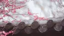 Moonlit Sakura server banner