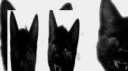 vixenz 18+ server banner