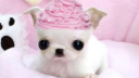 jellyism server banner