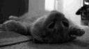 /spent #vcs banner