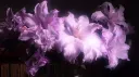 𝓜𝓾𝓷𝓬𝓱𝓴𝓲𝓷𝓼🌸 Discord server banner