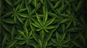 Greenie’s Garden Discord server banner