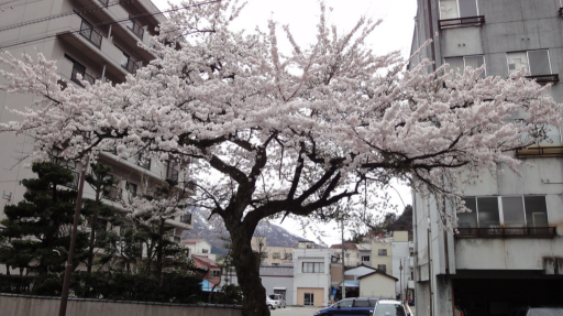 rawr Discord server banner