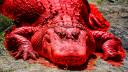 CALIBORN'S MULCH MANOR server banner