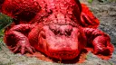 CALIBORN'S MULCH MANOR Discord server banner