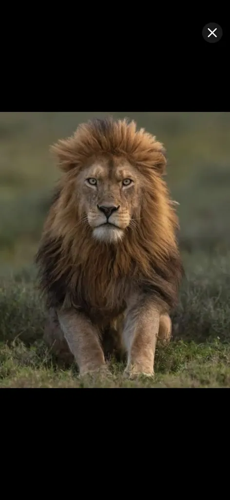 Lions SMP Official Discord server banner