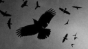 perdition. [21+] Discord server banner