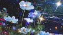 .。.✰𝐶ℎ𝑟𝑦𝑠𝑎𝑙𝑖𝑠✰.。. Discord server banner