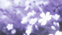 SUPANOVA Discord server banner