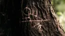 𓏵。𝓽he 𝔀ilderness 𓎟𓎟 Discord server banner