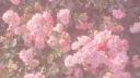 /   Pearl - main us! Discord server banner