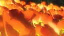 ⋆.˚ ᡣ𐭩 .𖥔˚ 𝘤𝘪𝘵𝘳𝘶𝘴 ‧₊˚🍊༉‧₊˚. server banner