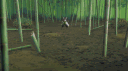 🐝Soi Fon Core🐝 Discord server banner
