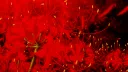 🥀𝒮𝑒𝓃𝓅𝒶𝒾’𝓈 𝐻𝑜𝑒𝓀𝒶𝑔𝑒’𝓈🥀 server banner