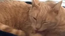 ฅ ฅ  𓏼  Patterned Paws  ᓚᘏᗢ server banner