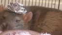 Rat sumners Discord server banner
