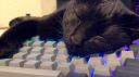 discord kitten adoption center server banner