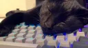 discord kitten adoption center Discord server banner