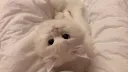 Cat Gamers server banner
