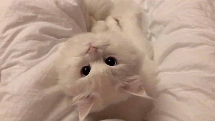 Cat Gamers Discord server banner