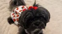 Mi Amor banner