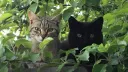 𐐩      𓈒  yumes catnip      !!  𓏴 server banner