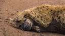 WHAT IN THE HYENA Discord server banner