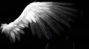 /winged banner