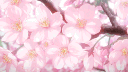 ꕤ Sakura Sanctuary Discord server banner