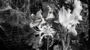 𝐮𝐫𝐢𝐪 server banner