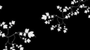 KYOᗰI 𓂃ꕤ/ 18+ Discord server banner