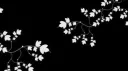 KYOᗰI 𓂃ꕤ/ 18+ server banner
