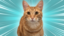 Silly Linguine Cat Simulator Deluxe Online - Official Server Banner