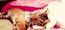 you're such a ノ𝒄𝒉𝒆𝒆𝒕𝒂𝒉 🐆 nitro , scl , dcr banner