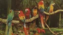 Calista Shores Discord server banner