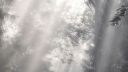 𓆩♱𓆪　𝓥𝖊𝖎𝖑 server banner