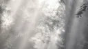 𓆩♱𓆪　𝓥𝖊𝖎𝖑 server banner