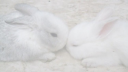 /Bun server banner