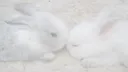 /Bun server banner
