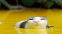 /Pisscord 18+ server banner