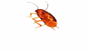 cabin full of roaches banner