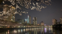 ✦ ⊹ Sakura Sanctuary ⊹ ✦ server banner