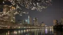 Sakura Sanctuary Discord server banner