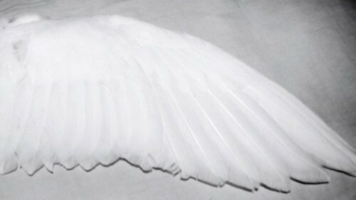 /aureus Discord server banner